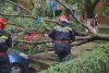 Imagini cu urgia care a lovit vestul țării: Peste 80 de apeluri la ISU, copaci căzuți peste mașini și străzi inundate 846178