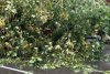 Imagini cu urgia care a lovit vestul țării: Peste 80 de apeluri la ISU, copaci căzuți peste mașini și străzi inundate 846181