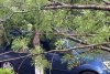Imagini cu urgia care a lovit vestul țării: Peste 80 de apeluri la ISU, copaci căzuți peste mașini și străzi inundate 846182