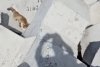 O vulpe a fost filmată în timp ce se relaxa pe plaja de la Eforie Nord: "Ca tot omul, doar e vară" 846705