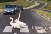 ”Un moment unic, emoționant! Felicitări și respect șoferilor!” Două lebede, surprinse traversând strada pe trecerea de pietoni, împreună cu puii lor, pe o șosea din România 847102