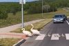 ”Un moment unic, emoționant! Felicitări și respect șoferilor!” Două lebede, surprinse traversând strada pe trecerea de pietoni, împreună cu puii lor, pe o șosea din România 847103
