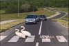 ”Un moment unic, emoționant! Felicitări și respect șoferilor!” Două lebede, surprinse traversând strada pe trecerea de pietoni, împreună cu puii lor, pe o șosea din România 847104