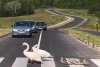 ”Un moment unic, emoționant! Felicitări și respect șoferilor!” Două lebede, surprinse traversând strada pe trecerea de pietoni, împreună cu puii lor, pe o șosea din România 847107
