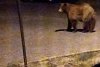 Momentul în care un urs aleargă pe străzi, în Ploiești. Autoritățile nu au reușit să prindă animalul sălbatic 848138