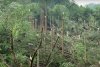 "Ferească-ne Dumnezeu!": O tornadă a nimicit o pădure din Munții Apuseni 848953