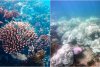 Oamenii de știință din Florida scot mostre de corali din ocean pentru a-i salva. Apa mult prea caldă le aduce sfârşitul  849925