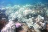 Oamenii de știință din Florida scot mostre de corali din ocean pentru a-i salva. Apa mult prea caldă le aduce sfârşitul  849926