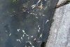 Mii de peşti au murit într-un lac din Cluj-Napoca. Cauza acestui dezastru ecologic 851799