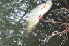 Mii de peşti au murit într-un lac din Cluj-Napoca. Cauza acestui dezastru ecologic 851801