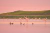 Imagini spectaculoase cu păsări Flamingo, surprinse pe lacurile Tuzla și Nuntași din Dobrogea 852501