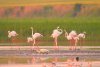 Imagini spectaculoase cu păsări Flamingo, surprinse pe lacurile Tuzla și Nuntași din Dobrogea 852502