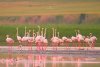 Imagini spectaculoase cu păsări Flamingo, surprinse pe lacurile Tuzla și Nuntași din Dobrogea 852503