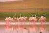 Imagini spectaculoase cu păsări Flamingo, surprinse pe lacurile Tuzla și Nuntași din Dobrogea 852504