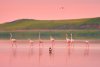 Imagini spectaculoase cu păsări Flamingo, surprinse pe lacurile Tuzla și Nuntași din Dobrogea 852505