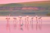 Imagini spectaculoase cu păsări Flamingo, surprinse pe lacurile Tuzla și Nuntași din Dobrogea 852506