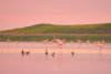 Imagini spectaculoase cu păsări Flamingo, surprinse pe lacurile Tuzla și Nuntași din Dobrogea 852507