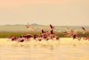 Imagini spectaculoase cu păsări Flamingo, surprinse pe lacurile Tuzla și Nuntași din Dobrogea 852508