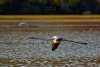 Imagini spectaculoase cu păsări Flamingo, surprinse pe lacurile Tuzla și Nuntași din Dobrogea 852510