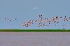 Imagini spectaculoase cu păsări Flamingo, surprinse pe lacurile Tuzla și Nuntași din Dobrogea 852511