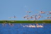 Imagini spectaculoase cu păsări Flamingo, surprinse pe lacurile Tuzla și Nuntași din Dobrogea 852512