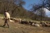 ”E atâta de greu printre străini” Ionuț a ales să revină în satul natal, în Mureș, pentru a crește oi, după ce a muncit din greu în Germania 852698