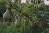 Pomul "de aur" din România care face și mere și pere în același timp 852914