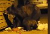 Ursoaică, surprinsă în timp ce lua masa împreună cu cei trei pui ai săi, la un tomberon, în Predeal 853658