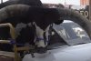 Un bărbat şi-a modificat maşina pentru a transporta un taur. Poliţiştii de la Rutieră au rămas cu gura căscată 855856
