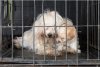 Canisă ilegală în Ilfov: Înmulţea câinii pe bandă rulantă şi îi vindea pe internet cu carnete de sănătate false 856889