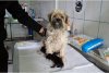 Canisă ilegală în Ilfov: Înmulţea câinii pe bandă rulantă şi îi vindea pe internet cu carnete de sănătate false 856891