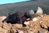 Imagini virale cu salvarea unui urs brun al cărui cap a rămas blocat într-un butoi de plastic 859583
