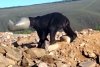 Imagini virale cu salvarea unui urs brun al cărui cap a rămas blocat într-un butoi de plastic 859585