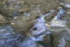 Descoperire istorică pe râul Vâlsan din Argeş | Echipele de cercetări au găsit zeci de aspreţi 860266