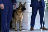 Ce soartă îl așteaptă pe Commander, câinele lui Joe Biden, după ce a mușcat a 11-a oară un agent Secret Service 860288