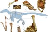 El este Balaurul bondoc, dinozaurul românesc descoperit în Alba. "Un amestec hibrid dintre o puică uriașă și un pitbull" 861330