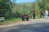 Turiști români, la un pas să fie sfâșiați de un urs, pe Transfăgărășan. Și-au dus copiii să își facă poze cu animalul 861252