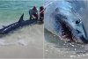 "Iubitule, uite-i dinții uriași!": Rechin salvat de mai mulți oameni pe o plajă. Imaginile au ajuns virale pe internet 861834