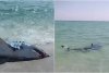 "Iubitule, uite-i dinții uriași!": Rechin salvat de mai mulți oameni pe o plajă. Imaginile au ajuns virale pe internet 861836
