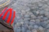 Invazie de meduze uriașe în zona Agigea. Imaginile spectaculoase au ajuns virale pe internet 861681