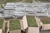 Plantație de cannabis, descoperită în județul Timiș. Avea sistem de irigație pe 4.000 de metri pătraţi și supraveghere video 862117