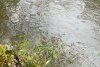 Râul Cibin din Sibiu a fost poluat cu produs petrolier | Anunţul făcut de Apele Române 865755