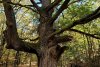 "Stejarul de 1.000 de ani” din România are traseul marcat: "Mulţumim, mulți își doreau să ajungă acolo, dar nu știau cum" 866898