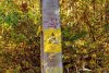 "Stejarul de 1.000 de ani” din România are traseul marcat: "Mulţumim, mulți își doreau să ajungă acolo, dar nu știau cum" 866899