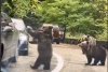 Un şofer a fost filmat când bate palma cu un urs, pe Transfăgărăşan: "Inconștiență totală" 867502