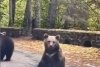 Un şofer a fost filmat când bate palma cu un urs, pe Transfăgărăşan: "Inconștiență totală" 867503
