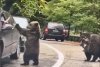 Un şofer a fost filmat când bate palma cu un urs, pe Transfăgărăşan: "Inconștiență totală" 867504