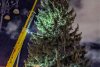 Bradul de Crăciun, adus cu o adevărată desfăşurare de forţe în Piaţa Sfatului din Braşov | "Are 73 de ani şi 23,5 de metri înălţime" 869529