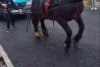 Cal chinuit şi forţat să tragă o autoutilitară, în Sighetu Marmaţiei, pentru o filmare postată pe TikTok 869802