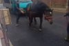 Cal chinuit şi forţat să tragă o autoutilitară, în Sighetu Marmaţiei, pentru o filmare postată pe TikTok 869804